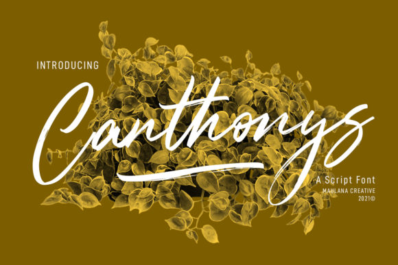Canthonys: A Relaxed Script Font for Editorial Design